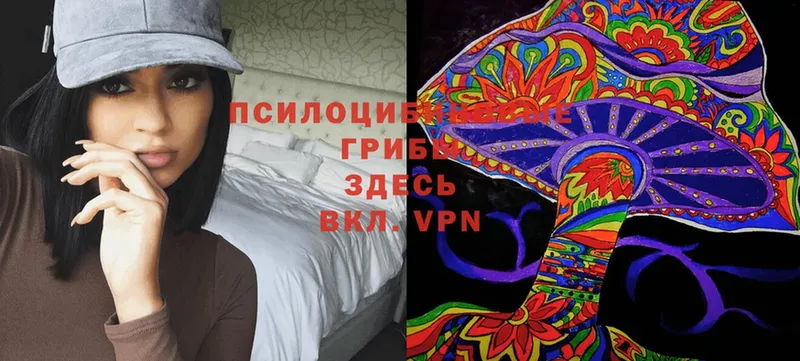 Псилоцибиновые грибы Cubensis Кимовск